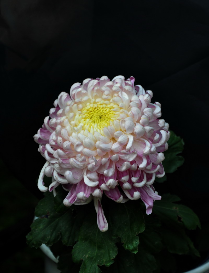 DSC_0038.jpg