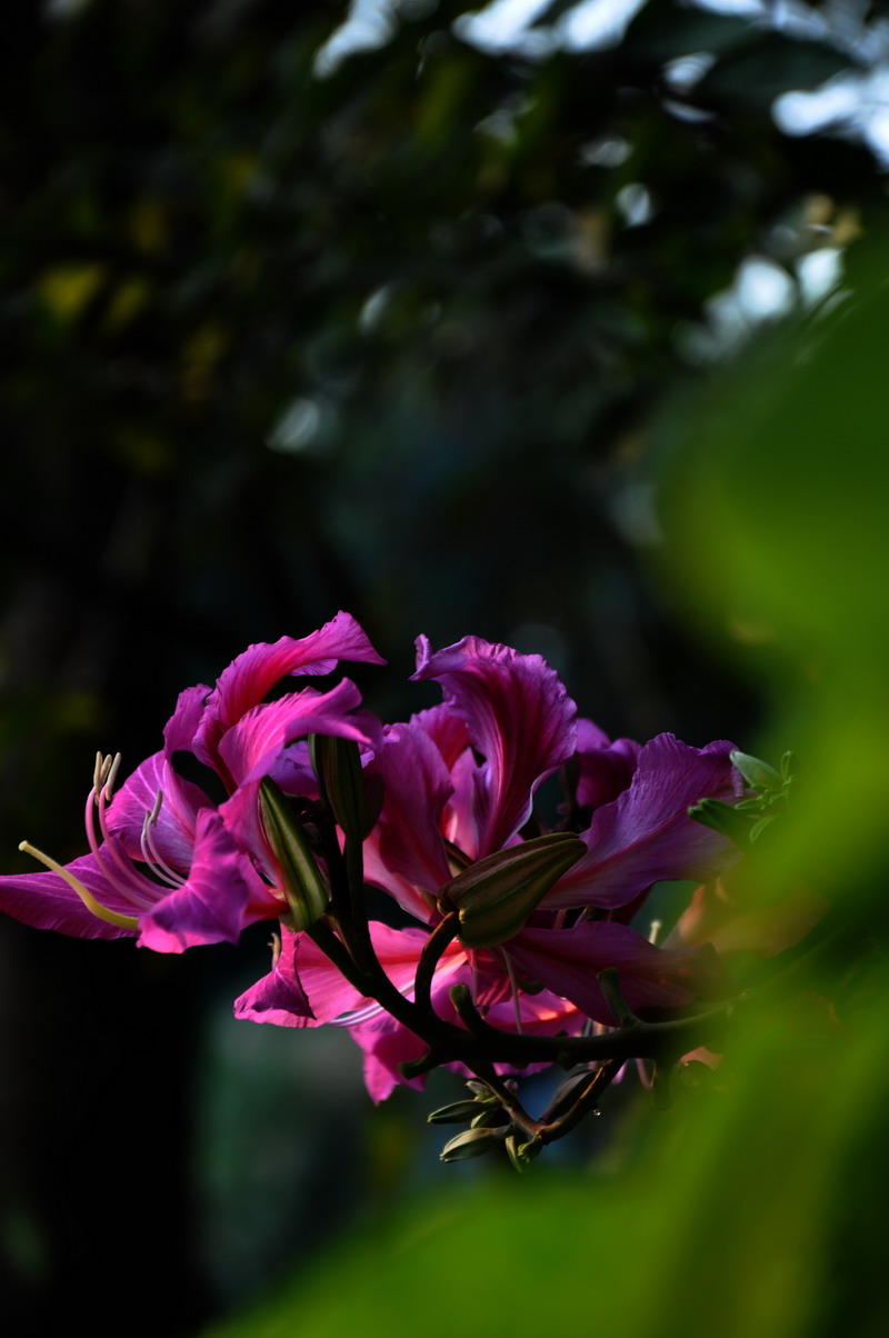 DSC_0138.jpg