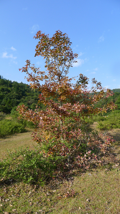 P1040290.jpg